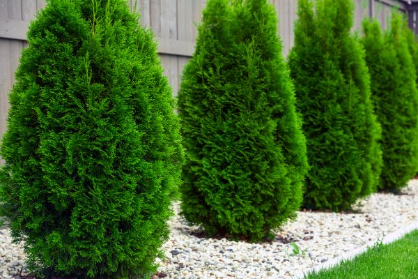 Arborvitae Planting in Saint Cloud