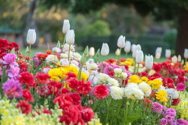 Gardening Service in Saint Cloud