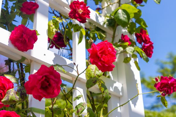 Home Gardening Service in Saint Cloud