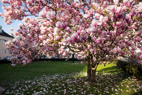 Magnolia Tree Planting in Saint Cloud