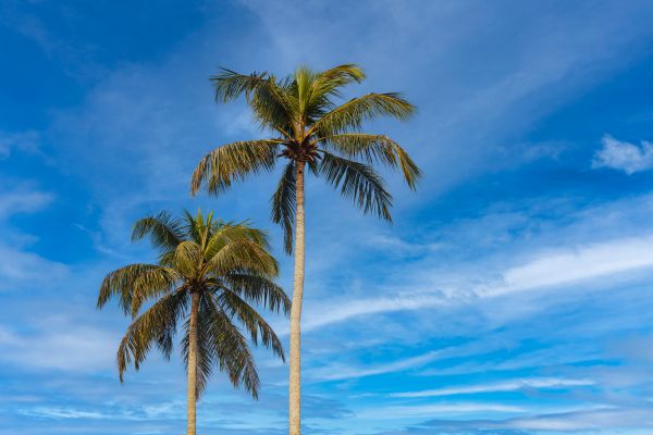 Palm Tree Planting
