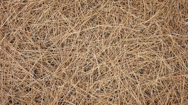 Pine Needles Delivery in Saint Cloud