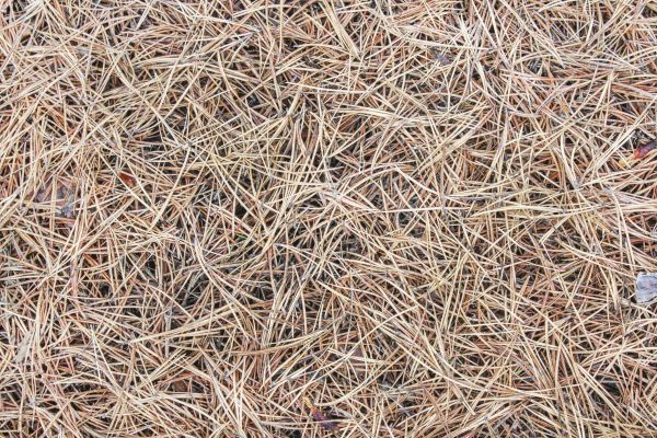 Pine Straw Installation in Saint Cloud