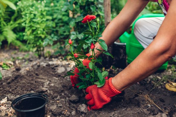 Planting Service in Saint Cloud