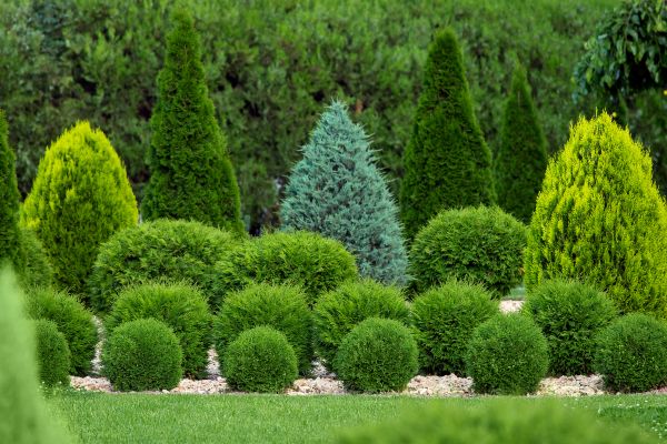 Shrub Replacement in Saint Cloud