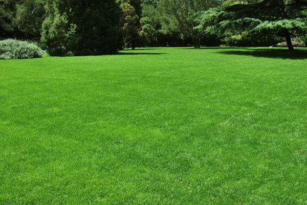 Lawn Landscaping in Saint Cloud