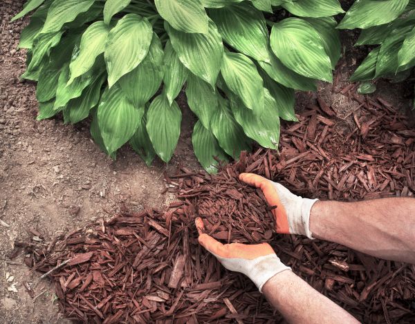 Shredded Mulch Service in Saint Cloud