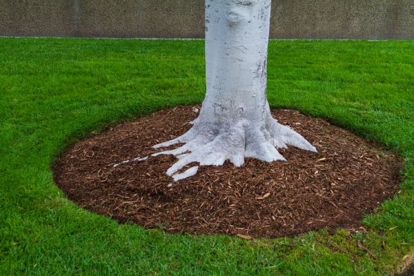 Brown Mulch Installation in Saint Cloud