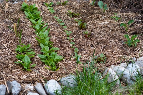 Mulch Service in Saint Cloud