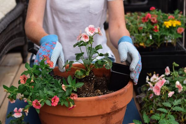 Plant Care Service in Saint Cloud