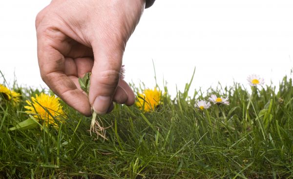 Lawn Weeding in Saint Cloud