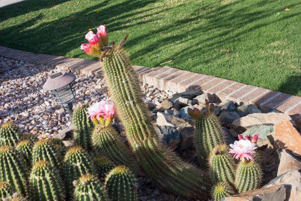 Desert Landscaping in Saint Cloud