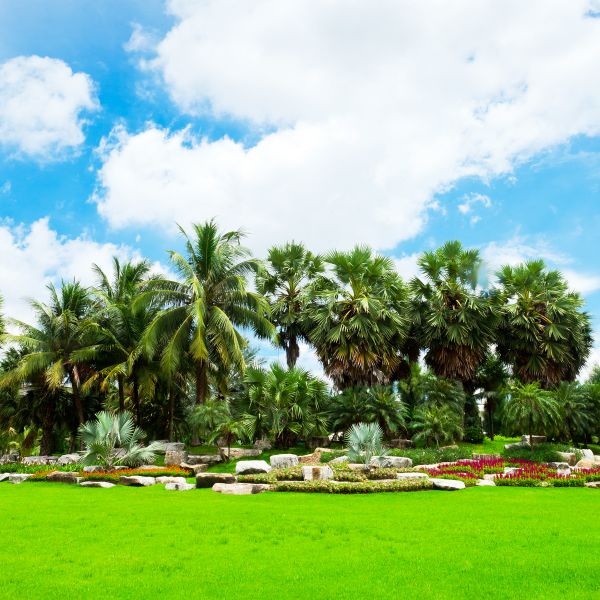 Tropical Landscaping in Saint Cloud