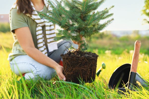 Spruce Tree Planting in Saint Cloud