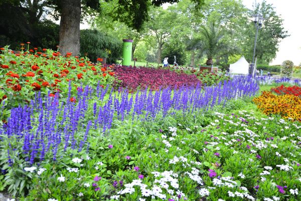 Perennials Planting in Saint Cloud