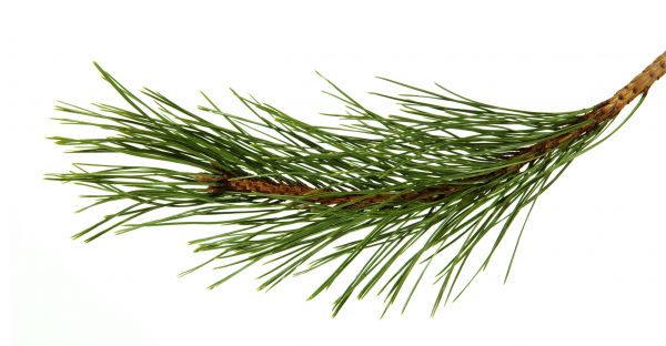 Pine Needles Installation in Saint Cloud