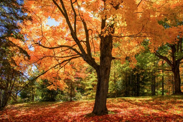 Maple Tree Planting in Saint Cloud