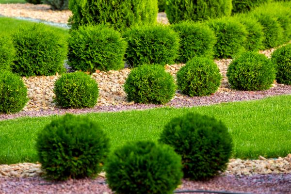 Bush Installation in Saint Cloud