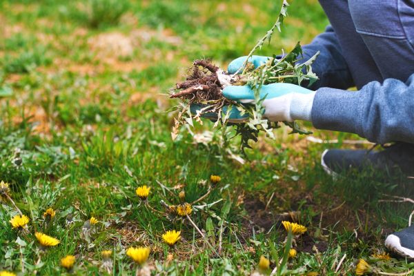 Flower Bed Clearing in Saint Cloud
