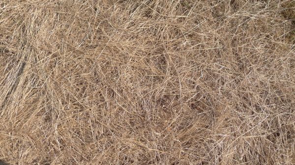 Pine Straw Replacement in Saint Cloud