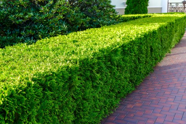 Hedge Installation in Saint Cloud