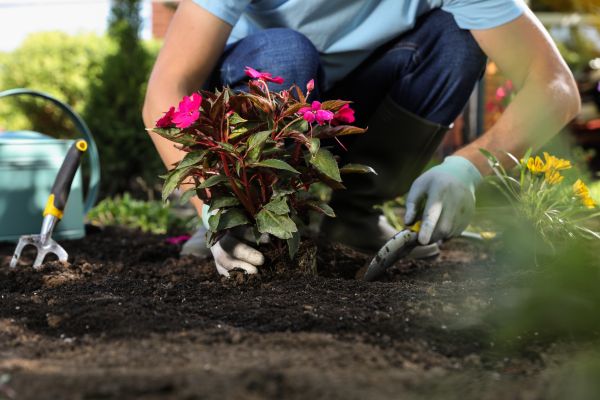 Plant Replacement in Saint Cloud
