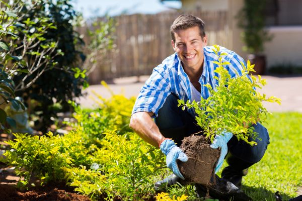 Shrub Landscaping in Saint Cloud