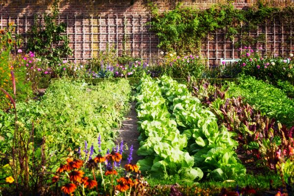 Garden Planting Service in Saint Cloud