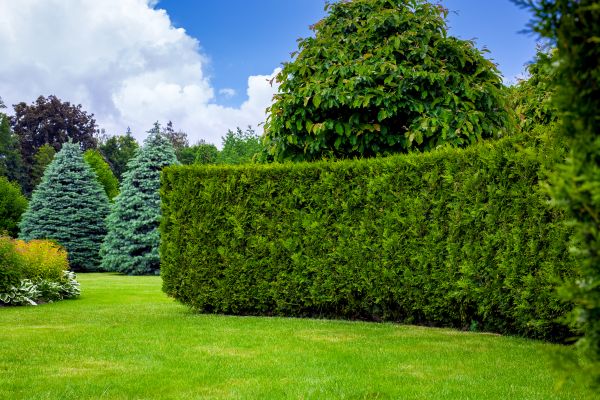 Hedge Landscaping in Saint Cloud