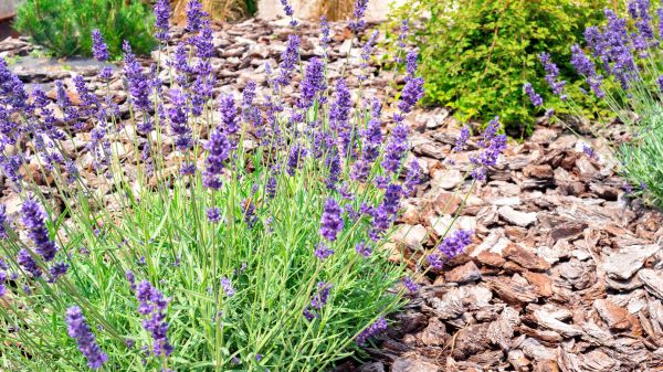 Pine Bark Landscaping in Saint Cloud