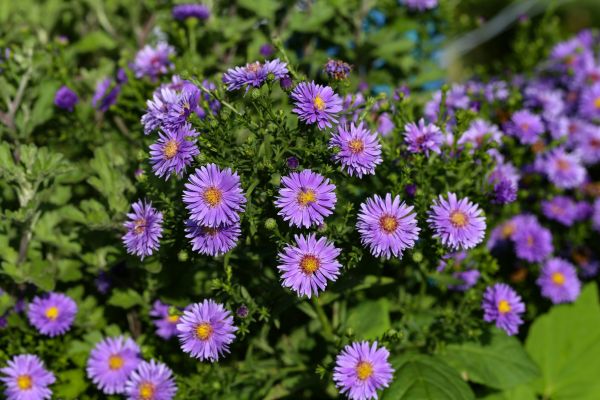 Perennial Flower Planting in Saint Cloud