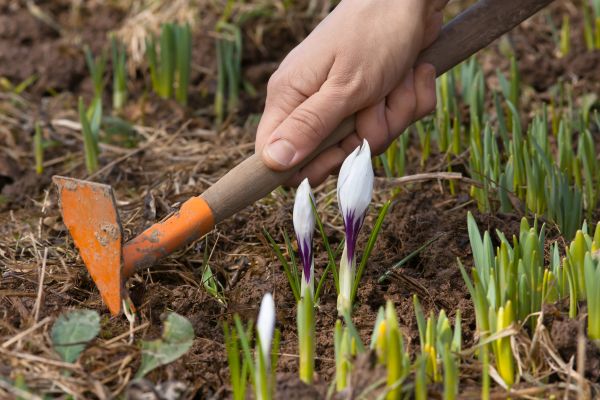 Flower Garden Weeding in Saint Cloud