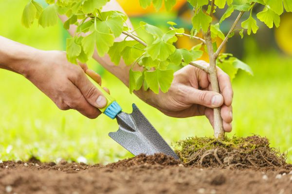 Fruit Tree Planting in Saint Cloud