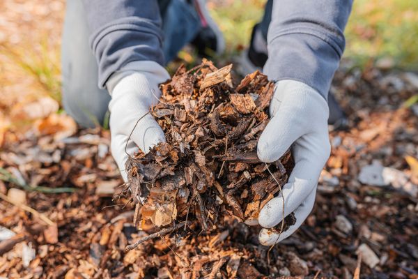 Shredded Mulch Installation in Saint Cloud