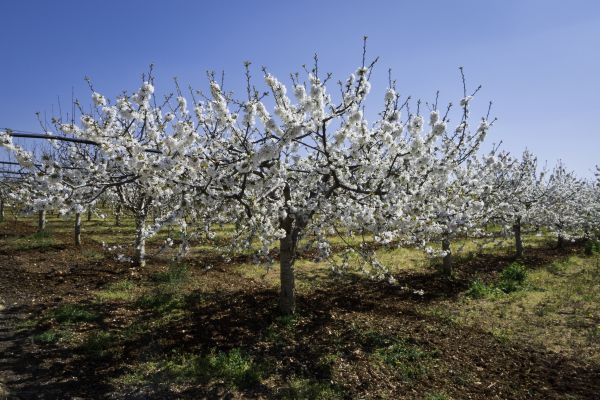 Orchard Planting in Saint Cloud