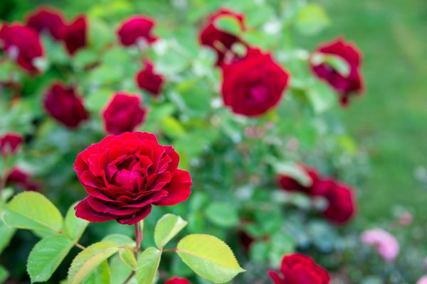 Rose Planting in Saint Cloud