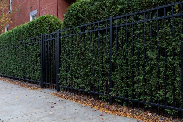 Privacy Hedge Installation in Saint Cloud