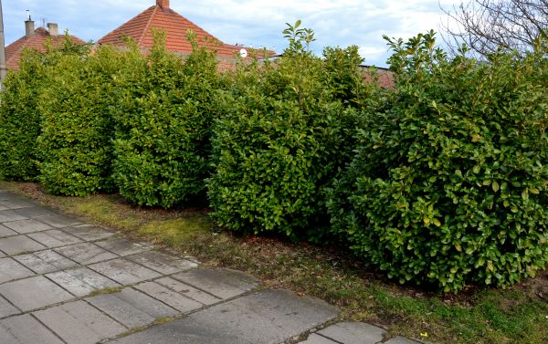 Privacy Shrub Installation in Saint Cloud