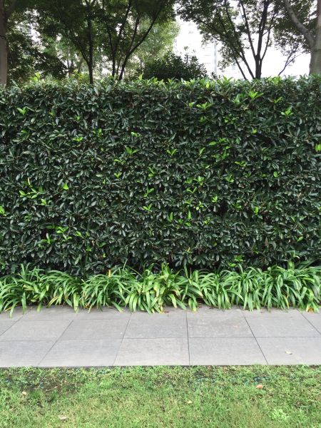 Privacy Shrub Planting in Saint Cloud