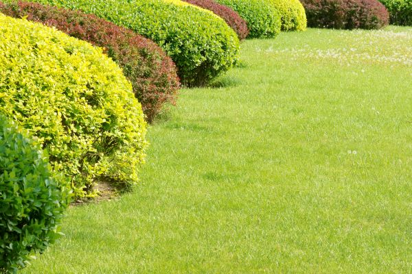 Shrubbery Planting in Saint Cloud