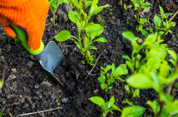 Hydrangea Planting in Saint Cloud