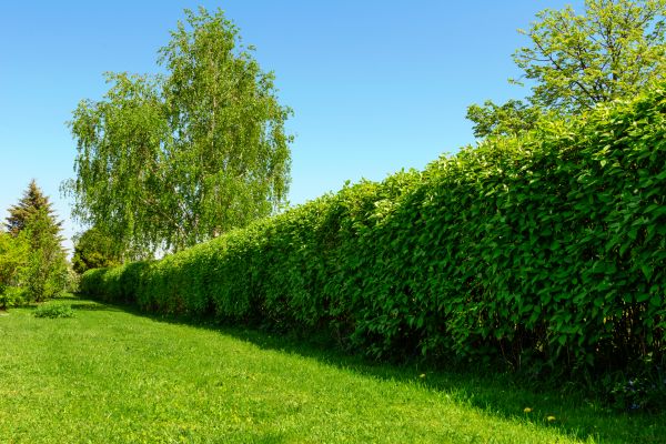 Hedge Replacement in Saint Cloud