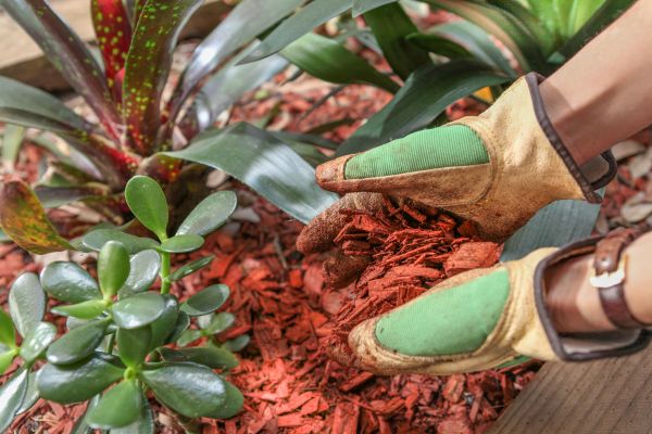 Residential Mulching in Saint Cloud