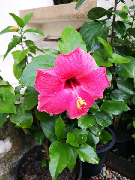 Hibiscus Planting in Saint Cloud