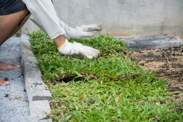 Ground Cover Planting in Saint Cloud