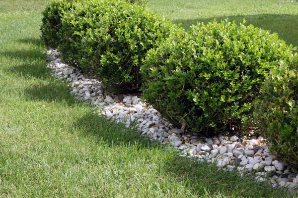 Boxwood Planting in Saint Cloud