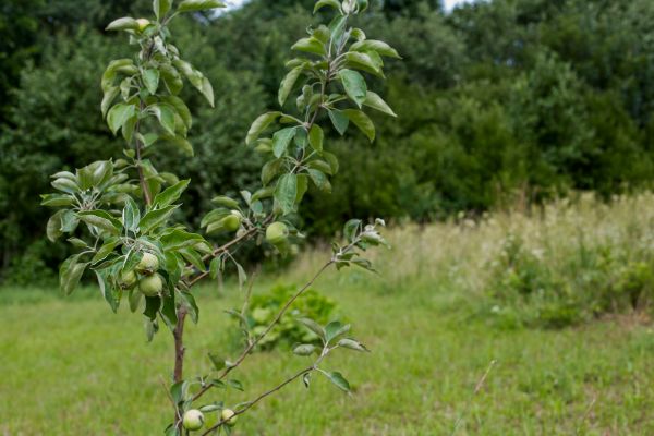 Apple Tree Planting in Saint Cloud